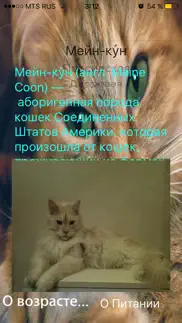 кошачий калькулятор айфон картинки 1