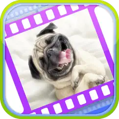 funny dog videos - funniest moments logo, reviews