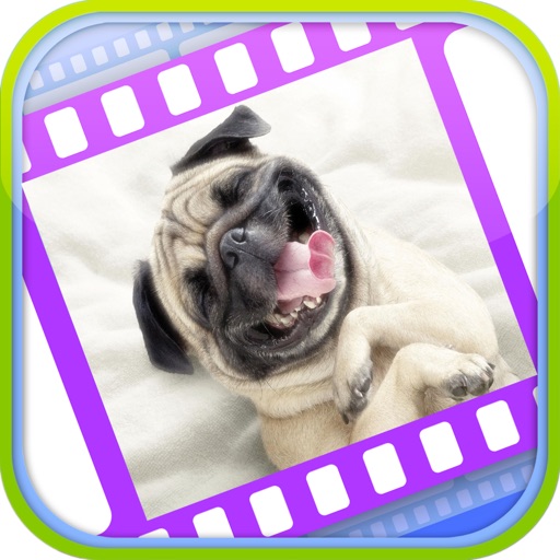 Funny Dog Videos - Funniest Moments app reviews download