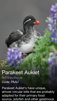 daily bird - the beautiful bird a day calendar app iphone images 3