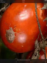 purdue tomato doctor ipad images 3