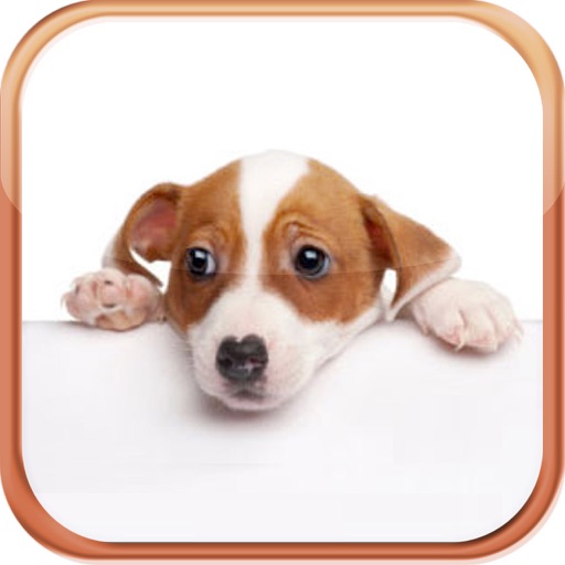 Dog Breeds Trivia Quizzes app reviews download