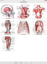 human anatomy position ipad images 2