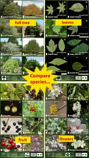 tree id usa - identify over 1000 of america's native species of trees, shrubs and bushes iphone images 4