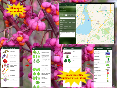 tree id canada - identify over 1000 native canadian species of trees, shrubs and bushes ipad images 3