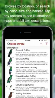 birds of peru iphone images 3