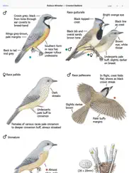 the michael morcombe and david stewart eguide to the birds of australia lite ipad images 4