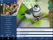 bird song id australia - automatic recognition ipad bildschirmfoto 4