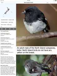birds of new zealand ipad images 2