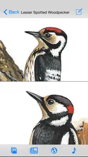 eguide to british birds iphone images 4