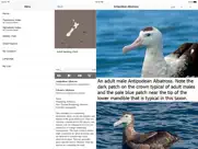 birds of new zealand ipad images 4