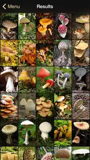 ifunch lite - mushrooms iPhone Captures Décran 3