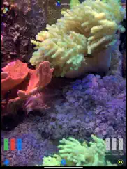 ai reef cam ipad images 2