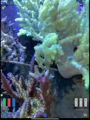 ai reef cam ipad images 1