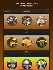 Знай лесные грибы! айпад изображения 4