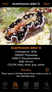 marine flatworms id iphone images 4
