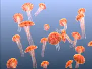 jellyfish chrysaora ipad images 3