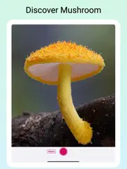 mushroomlens - fungi finder ipad images 2