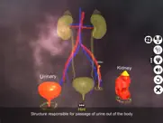 urinary system physiology ipad images 3