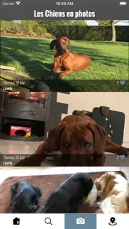 les chiens iPhone Captures Décran 3