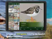 all birds sweden - photo guide ipad bildschirmfoto 3