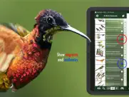 all birds venezuela - guide ipad images 4