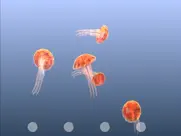 jellyfish chrysaora ipad images 2