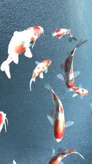 koi - aquarium iphone images 1
