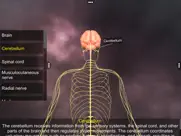 human nervous system ipad images 3