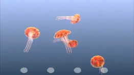 jellyfish chrysaora iphone images 2