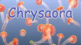 jellyfish chrysaora iphone images 1