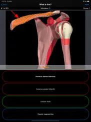 anatomy shoulder quiz iPad Captures Décran 3