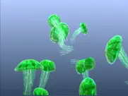 jellyfish chrysaora ipad images 4