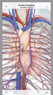 pocket anatomy iphone images 2