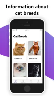 cat breeds - information facts iphone images 1