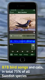 all birds sweden - photo guide iphone bildschirmfoto 4
