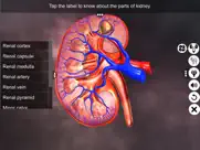 urinary system physiology ipad images 4