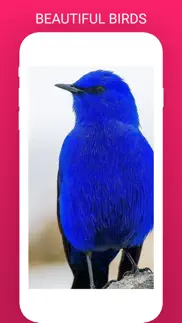 birdlens - identify birds app iphone images 2