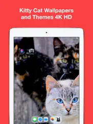 kitty cat wallpapers 4k hd ipad images 1
