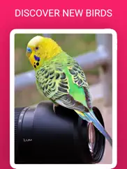 birdlens - identify birds app ipad images 4