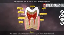 incredible human teeth iphone images 3
