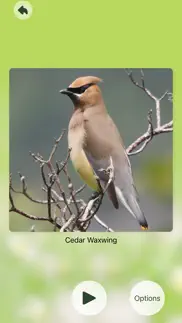 chirp! bird songs canada айфон картинки 1