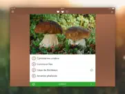 champignons lite iPad Captures Décran 2