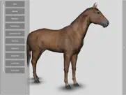 3d horse anatomy software ipad bildschirmfoto 2