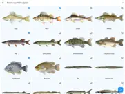 fish planet calendar ipad images 3