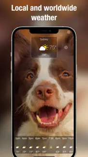 dog days weather live iphone resimleri 4