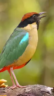 chirpomatic - australian birds iPhone Captures Décran 1