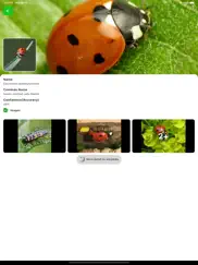 bug identifier - insect finder ipad images 3