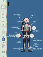 the human body by tinybop ipad images 3