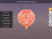 human brain ipad images 3